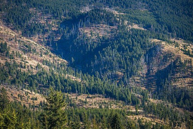 Peste 800 hectare de pădure vor fi regenerate în Maramureș