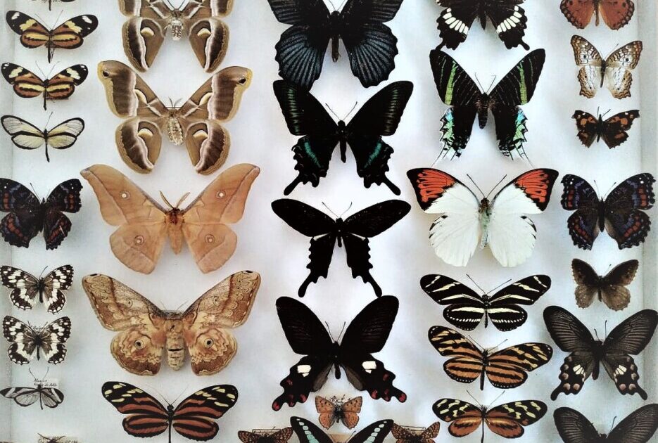 O colecţie valoroasă de fluturi rari, donată Muzeului Zoologic al Universităţii „Babeş-Bolyai”